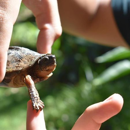 Geckoes Lodge Cocles Zewnętrze zdjęcie