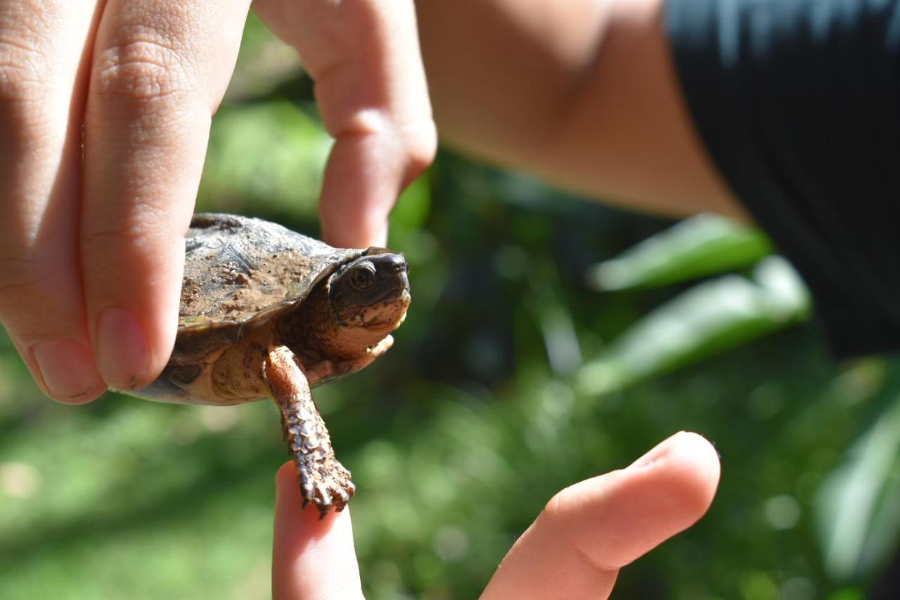 Geckoes Lodge Cocles Zewnętrze zdjęcie